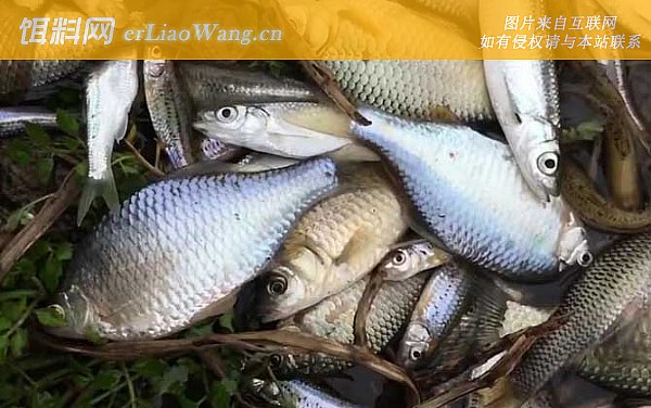 夏季钓鱼:窝料选用