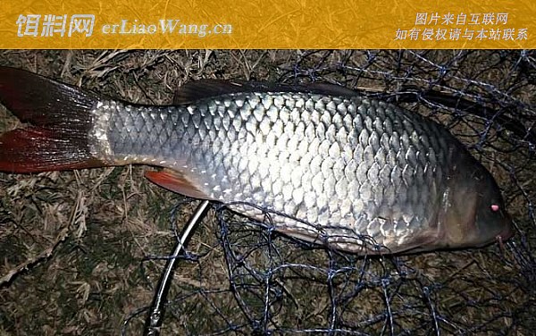 夏季钓鱼:打窝方法