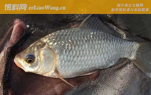 夏季钓鱼:打窝技巧