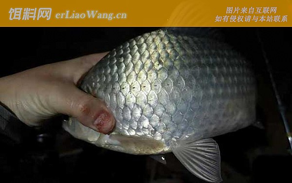 夏天钓鱼:饵料