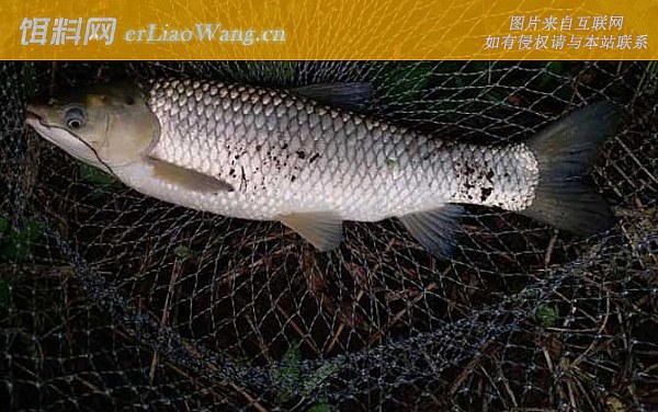 钓鱼:窝料