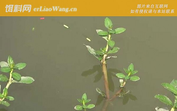 水库钓鱼:调漂方法