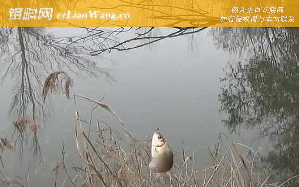 冬天钓鱼:老钓位