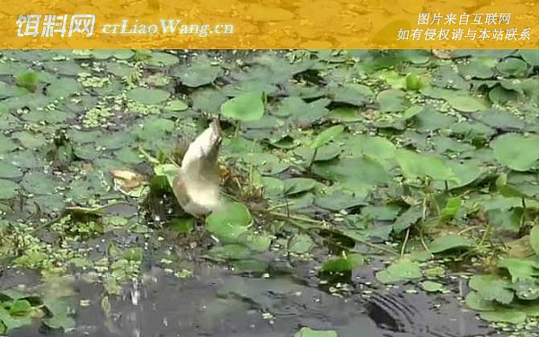 夏季钓鱼:水温