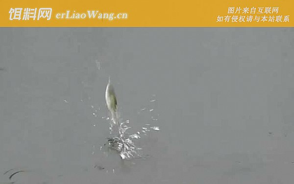 水库钓鱼:温度