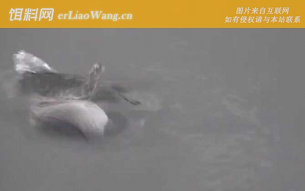 水库钓鱼:气压