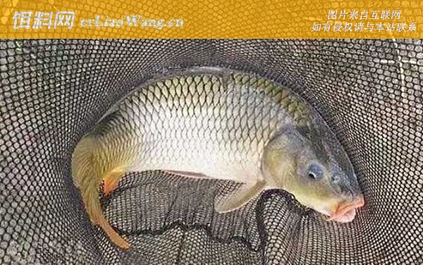 夏季钓鱼:最佳天气