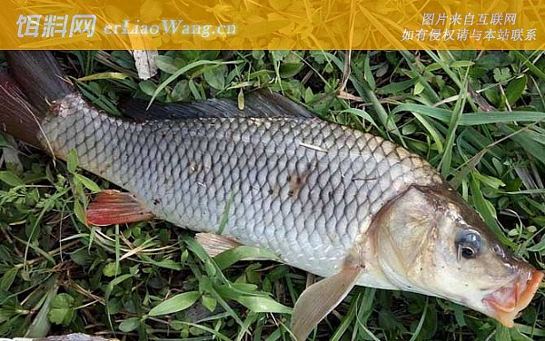 夏季钓鱼:素饵打窝