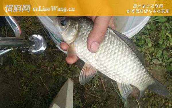 夏季钓鱼:重铅钓底