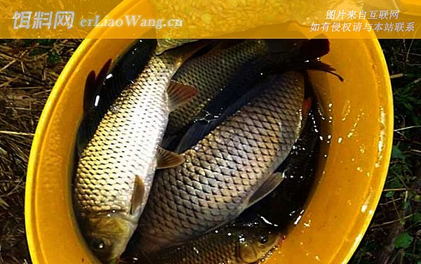 夏季钓鱼:钓深水区