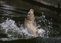 《《媛来如此》地瓜讲解黑坑竞技池钓猾口鲤鱼的调漂技巧》