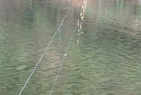 传统排钓活水混合鱼五大技巧