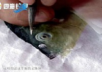 《《去钓鱼》第2集 国际海钓锦标赛马林迪举行》封面图