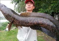 《三耳鱼路亚黑鱼》2015夏季路亚黑鱼雷强视频 第2集