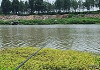 《野河钓鲫鱼钓饵钓法要“活》