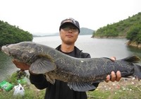 《《路亚钓鱼视频》再战北大荒湿地擒获巨物大黑》