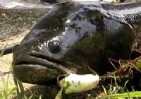 《《路亚钓鱼视频》国外帅哥路亚大黑鱼全过程》