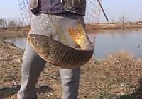 《《垂钓对象鱼视频》冬季垂钓黄河故道5.4米手竿钓获20斤大鲤鱼视频》
