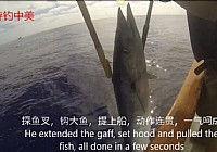 《《海钓视频》美国诱鱼上钩插鱼一气呵成》