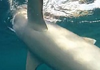 《《海钓视频》天元马尔代夫海钓之旅(下)挑战大白鲨》