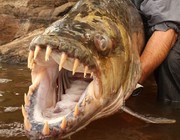 《《钓友原创钓鱼视频》刚果河流域钓获90斤重巨型食人鱼》