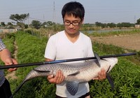 《《钓友原创钓鱼视频》7.2米长竿擒获36斤大青鱼》