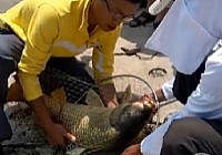 《《钓友原创钓鱼视频》滨州东郊水库钓获26.8斤大鲤鱼》