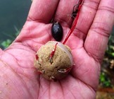 《短竿长线钓鱼三大技法抛竿钓车竿钓飞蝇钓》