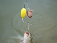 《夏季钓鱼鱼饵要清淡香甜注意雾化》