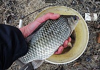 《垂钓野生大鲫鱼技巧(季节、饵料、钓法)》