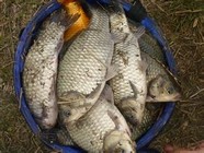 早春垂钓野生鲫鱼五大要素