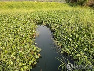 《夏季野河草洞垂钓鲫鱼技巧》封面图