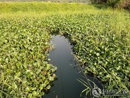 《夏季野河草洞垂钓鲫鱼技巧》