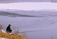 《冬季水库野钓鲫鱼的钓组搭配技巧》