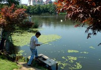 《夏季高温天垂钓鲤鱼技巧》