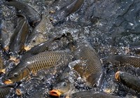 《夏季垂钓鲤鱼的五个必备技巧》