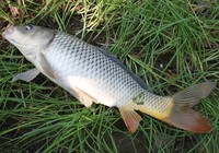 《夏季水库钓鲤鱼如何选饵选点选钓法》