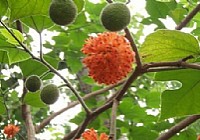 《夏季野钓“栽树”钓草鱼的技巧》