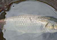 红旗湖夏季野钓海竿单钩芦苇丛中钓草鱼