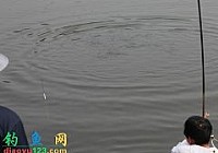《影响钓鲢鳙的两个因素气温和气压》