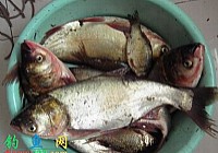 到底是飞钩(爆炸钩)钓鲢鳙还是手竿钓鲢鳙