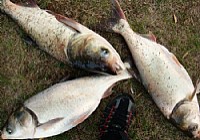 海竿飞钩浮钓鲢鳙技巧附饵料配方
