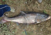 《海竿抛竿野钓鲢鳙鱼技巧与注意事项》封面图