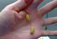 手竿搓饵垂钓鲢鳙鱼技巧分析