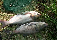 钓鲢鳙用手竿还是用海竿钓浮还是钓底技巧分析