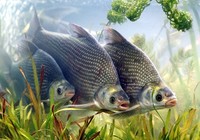 《野钓鳊鱼的三种垂钓方法》封面图