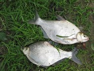 大师分享六月钓鳊鱼的技巧经验