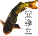 实战经验传授作钓黄颡鱼的技巧