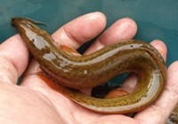 《秋季垂钓鳅鱼的用饵施钓技巧》