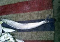 《初冬晚秋时节钓获镰刀鱼的钓技分析》